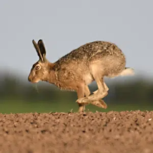 Hare Running