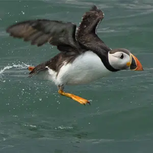 Puffin Flying