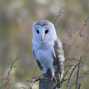 Owl On Perch